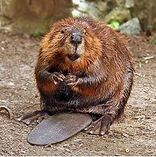 220px-American_Beaver