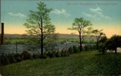 The extensive greenhouses of A. N. Pierson, the "Rose King" in Cromwell, Conn. near Hartford. (connecticuthistory.com)