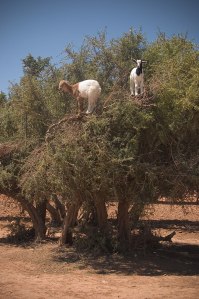 800px-Goats_on_an_Argan_(Argania_spinosa)_tree_in_Morocco