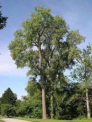 Eastern_Cottonwood_(Populus_deltoides)_-_Flickr_-_Jay_Sturner_(2)